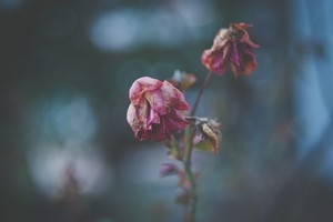 Why React isn't dying