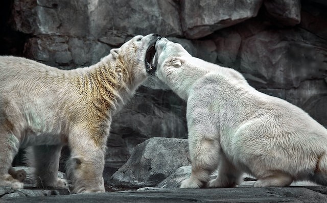 two fighting polar bears two fighting polar bears